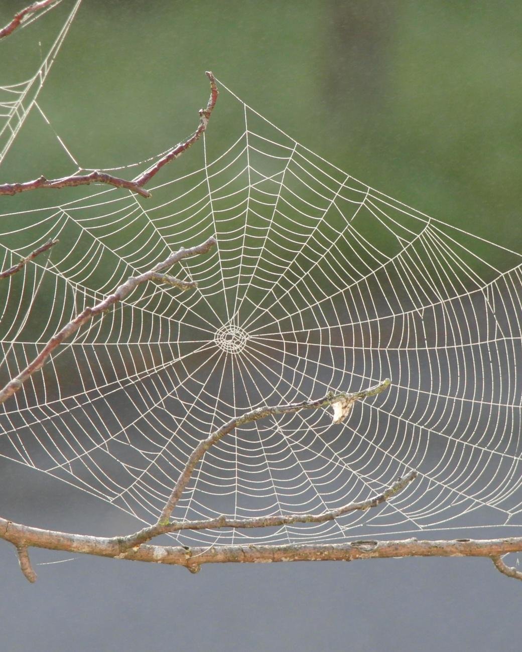 Telaraña