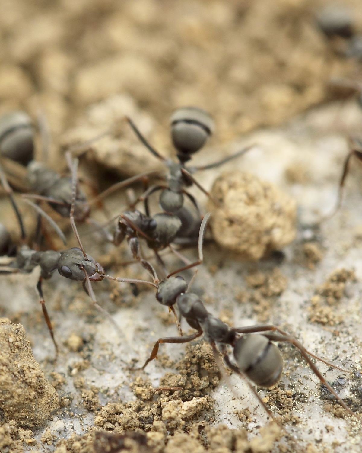 Hormigas negras sobre tierra